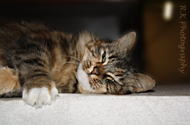 Photograph of Lothersdale cat 'Tabby' by RK Photography